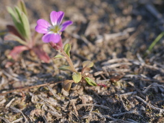 Malcolmia maritima