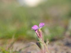 Malcolmia maritima