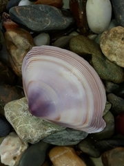 Austromactra contraria