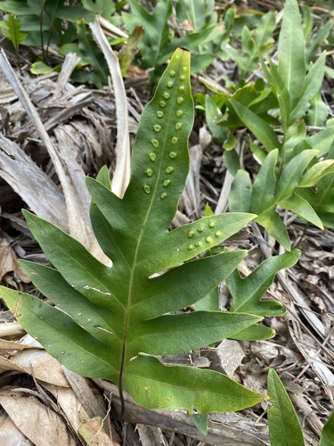 monarch fern