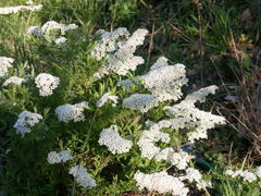 Spiraea cinerea