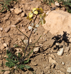 Sisymbrium septulatum