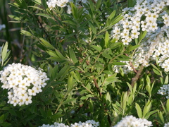 Spiraea cinerea