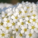 灰白繡線菊 - Photo 由 Alexis 所上傳的 (c) Alexis，保留部份權利CC BY