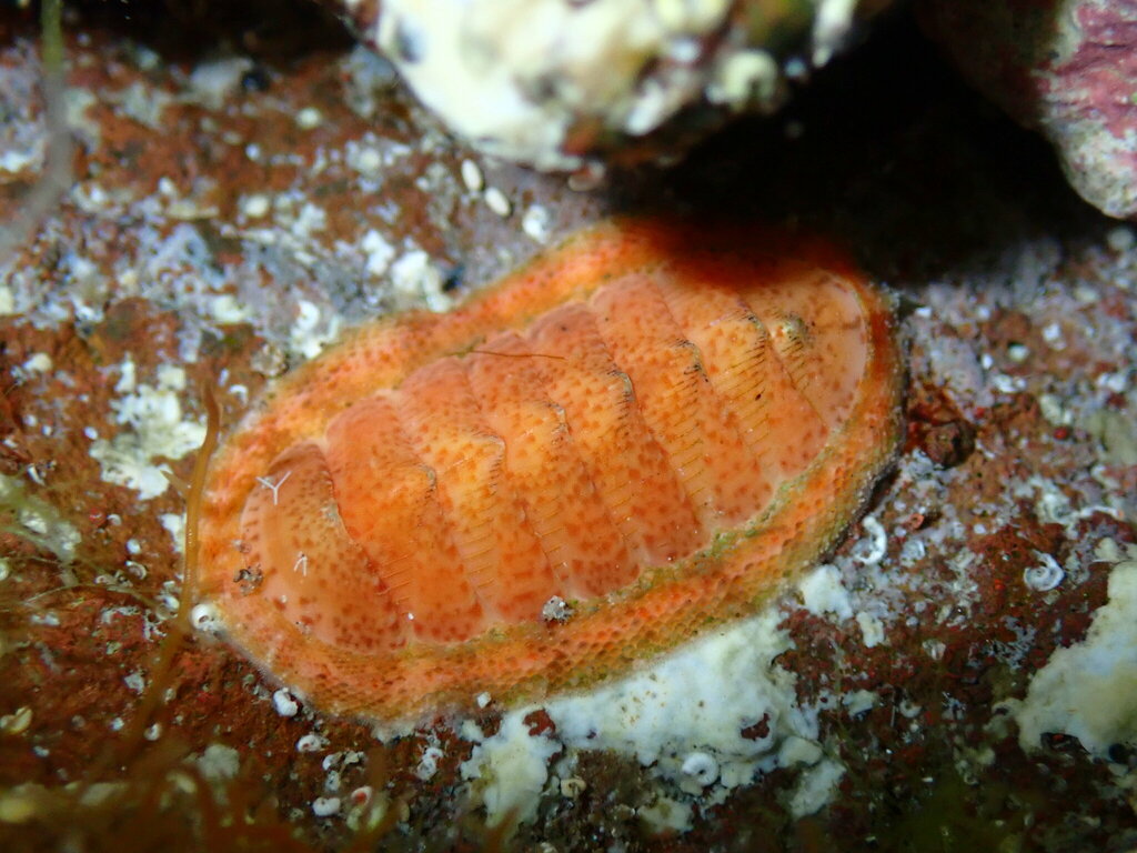 Rhyssoplax canariensis