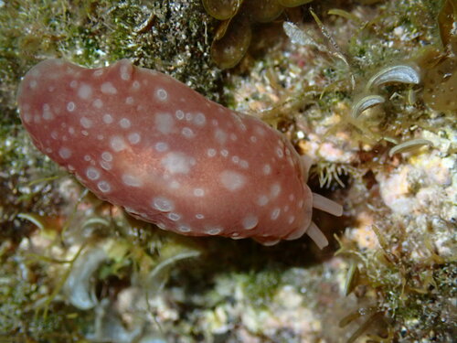 Spotted Berthella