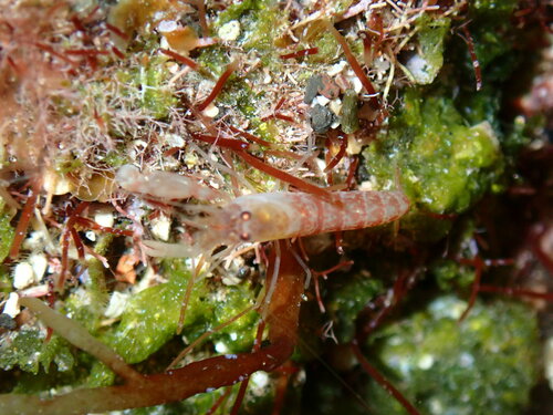 Alpheus holthuisi
