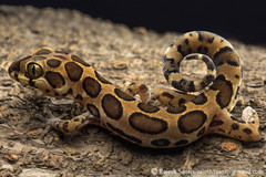 Cyrtodactylus varadgirii