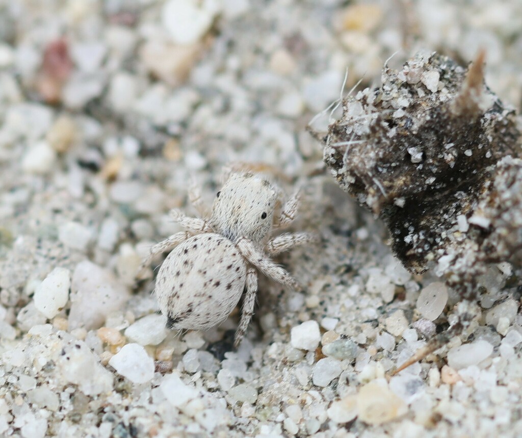 Habronattus signatus from North Shore, CA 92254, USA on March 12, 2024 ...