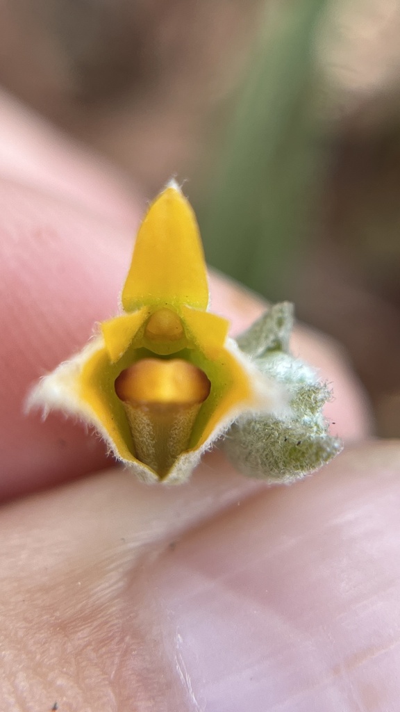 Strongyleria pannea; photograph Павлик Лисицын, CC BY, iNaturalist via GBIF