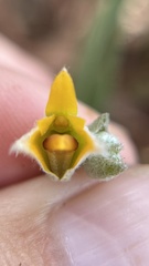 Strongyleria pannea