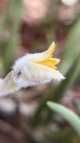 Strongyleria pannea, photograph 1