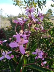 Dichaetanthera