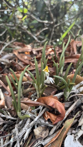 Strongyleria pannea, photograph 4