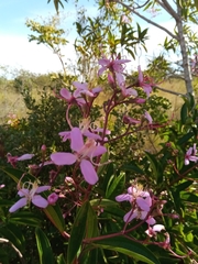 Dichaetanthera