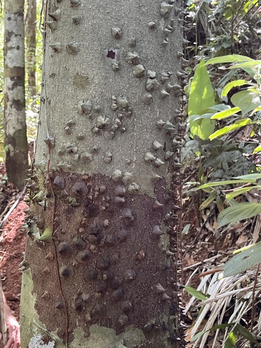 Lacmellea panamensis, 2024-02-28