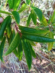 Dichaetanthera