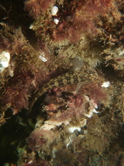 Tridentiger trigonocephalus