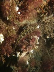 Tridentiger trigonocephalus