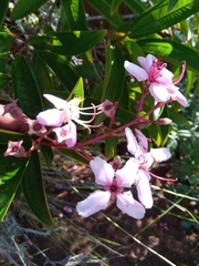 Dichaetanthera