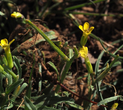 Sisymbrium septulatum