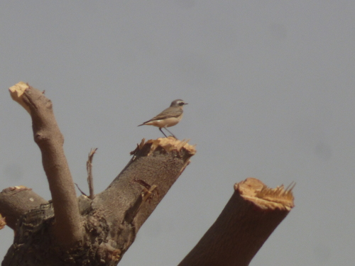 Northern Wheatear