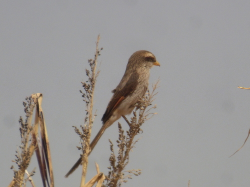 Yellow-billed Shrike