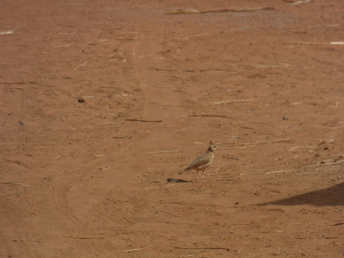Crested Lark