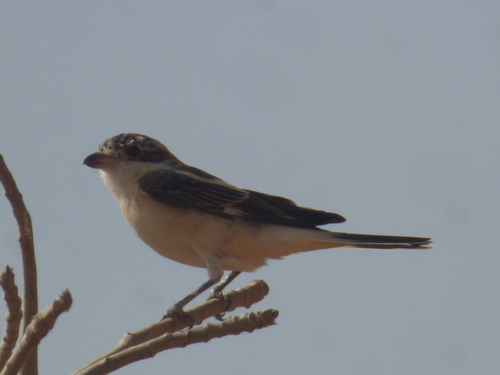 Woodchat Shrike