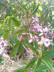 Dichaetanthera