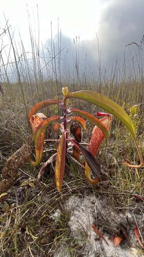 Nepenthes bokorensis