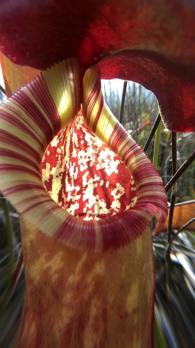 Nepenthes bokorensis