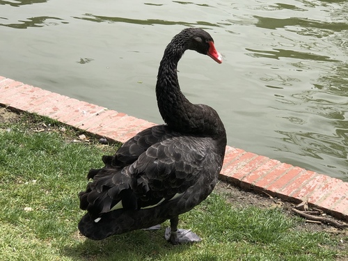 Cisne negro (Cygnus atratus)