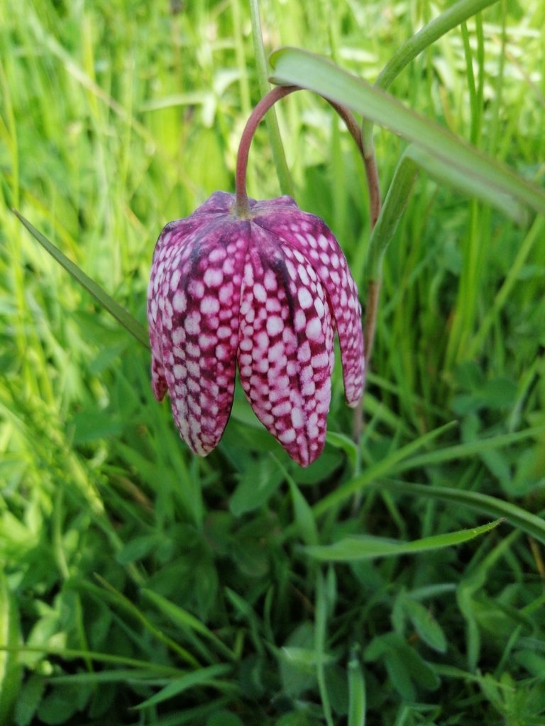 Fritillaria subgen. Fritillaria