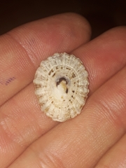 Scutellastra peronii