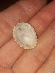 Scutellastra peronii