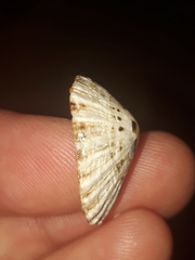 Scutellastra peronii