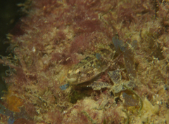Tridentiger trigonocephalus
