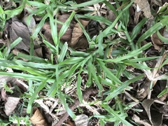 Dactyloctenium australe