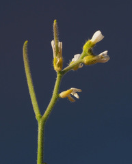 Arabis nova