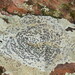 Smokey-eyed Boulder Lichen - Photo (c) Hans, some rights reserved (CC BY-NC), uploaded by Hans