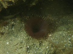 Myxicola