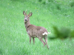 Capreolus capreolus