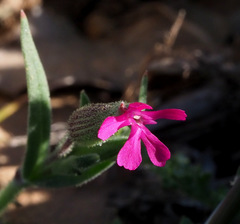 Silene coniflora