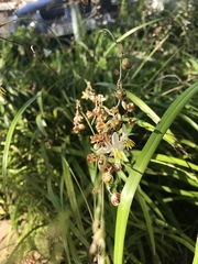 Chlorophytum saundersiae