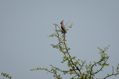 Urocolius macrourus