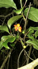 Schisandra arisanensis