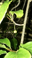 Schisandra arisanensis