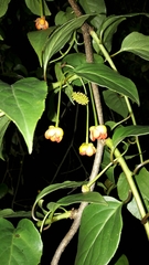 Schisandra arisanensis