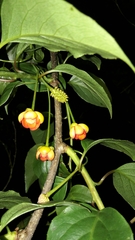 Schisandra arisanensis